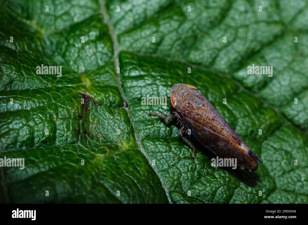 Leafhopper on Leaf Stock Photo - Alamy
