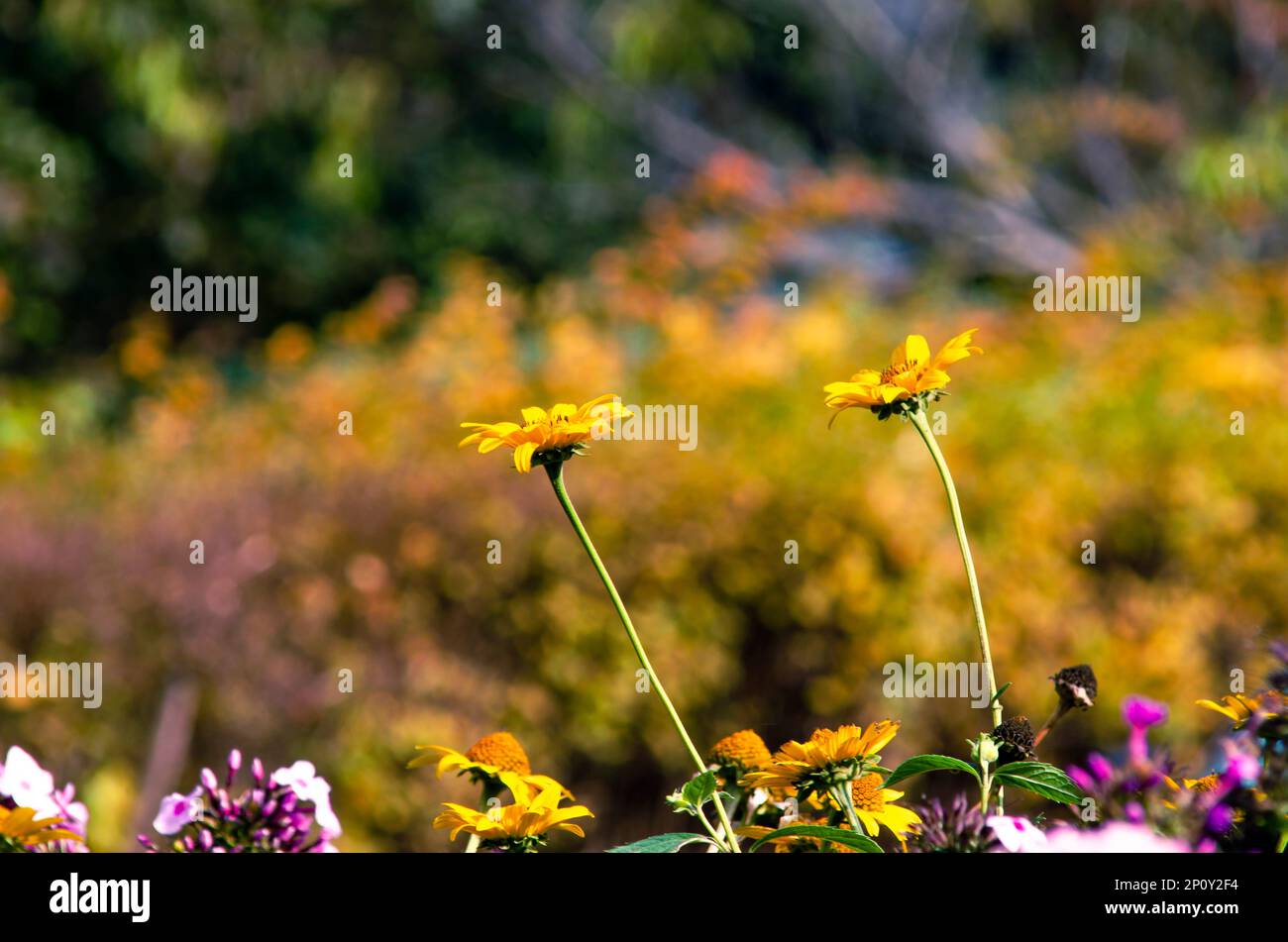 Romantic Summer Daisy Flowers Stock Photo Alamy Romantic summer daisy flowers stock photo alamy