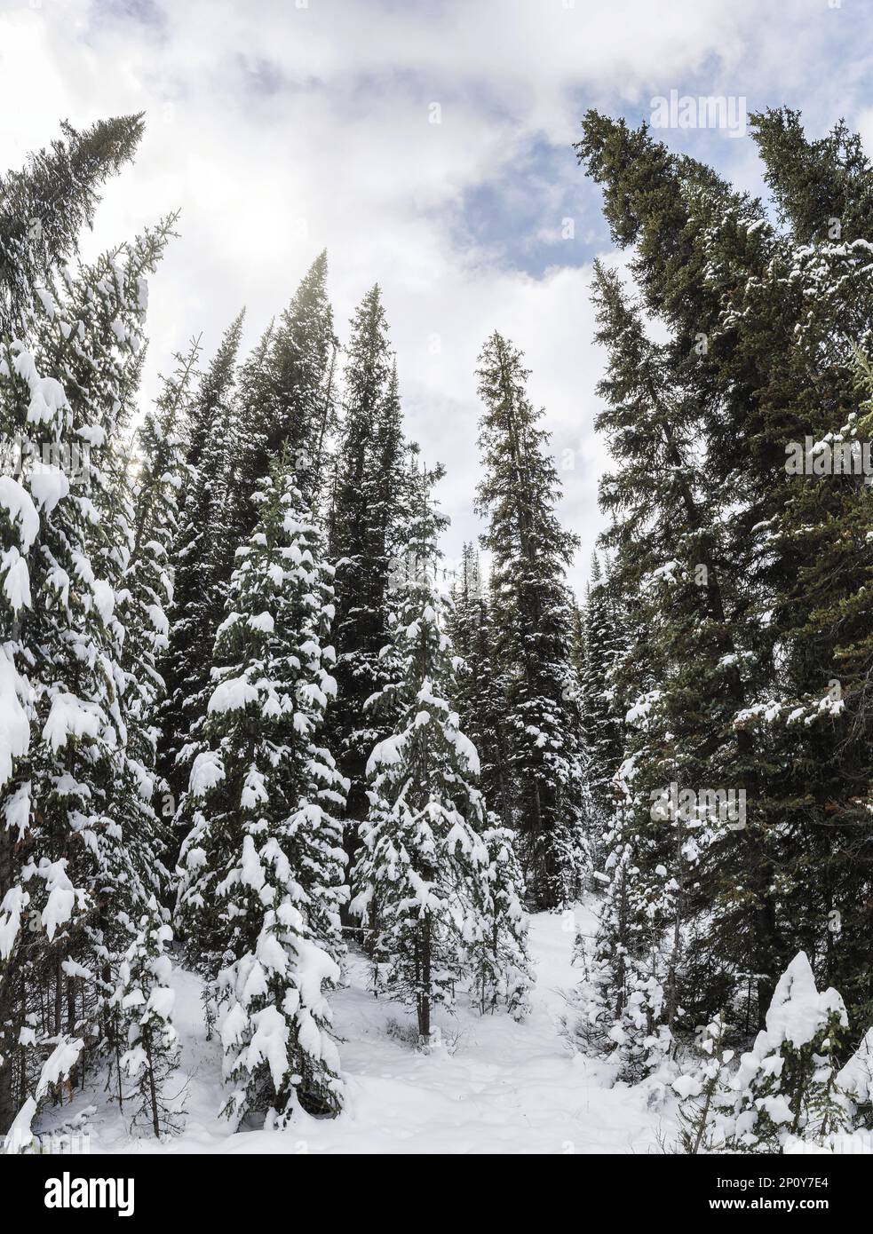 Pine forest with snow covered on winter season in national park Stock ...