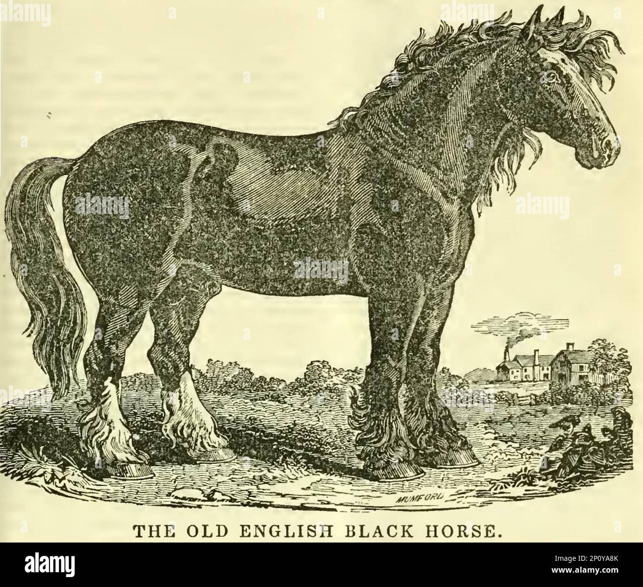 Old English Black Horse Stock Photo - Alamy
