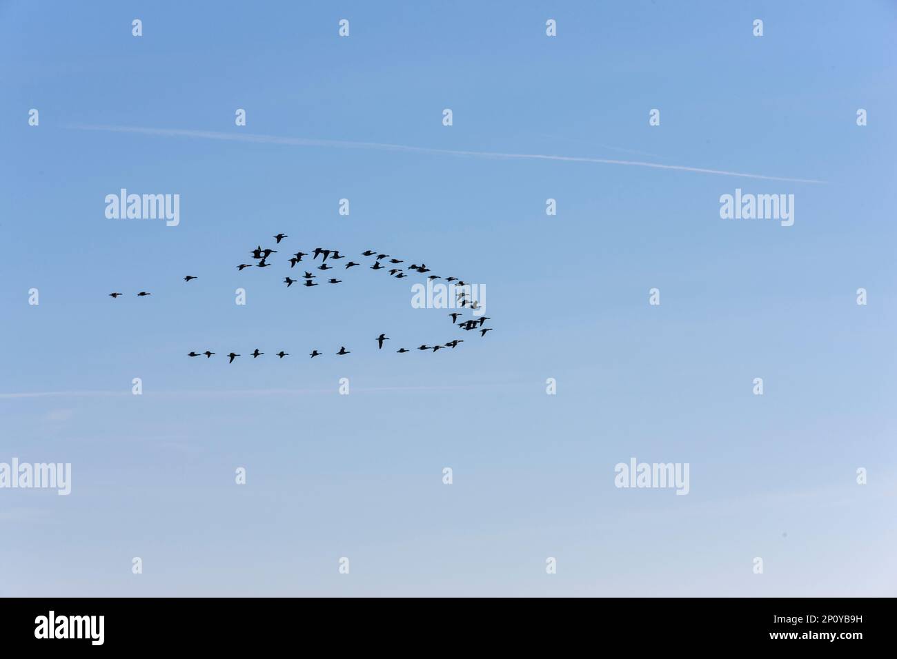 A flock of birds soaring through a bright blue sky on a beautiful sunny ...