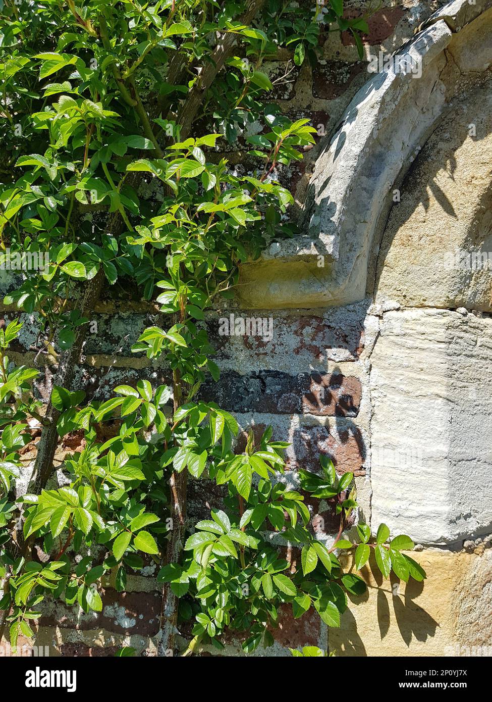 Detail of fresh rose bush leaves against an old sand stone wall arch. Stock Photo