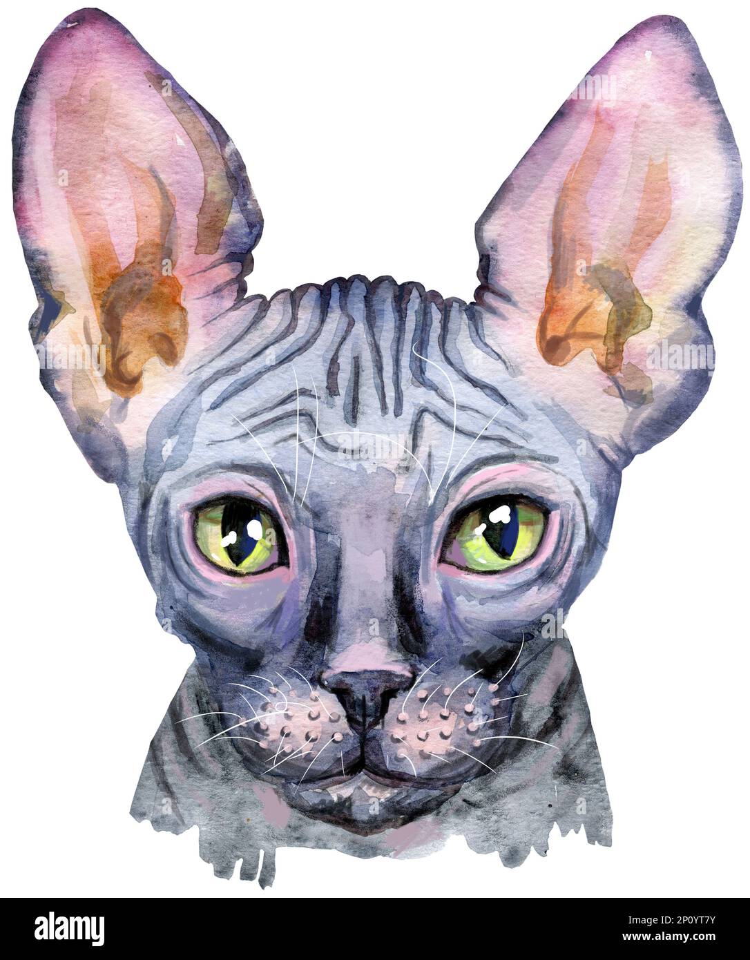 Lovely closeup portrait in pastel colors of Sphynx cat breed. Hand ...
