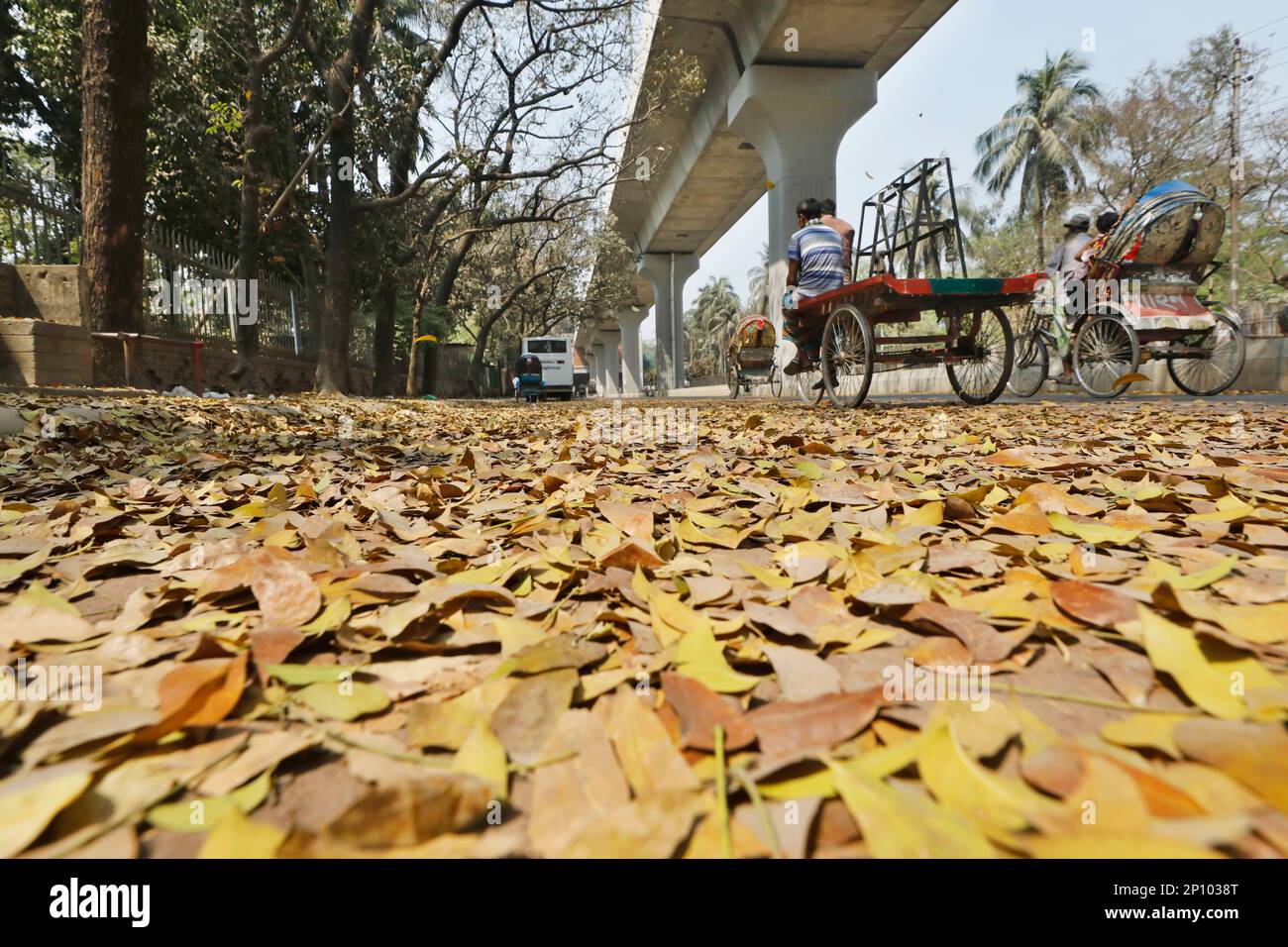 Dhaka, Bangladesh - March 03, 2023: With the arrival of spring seasons
