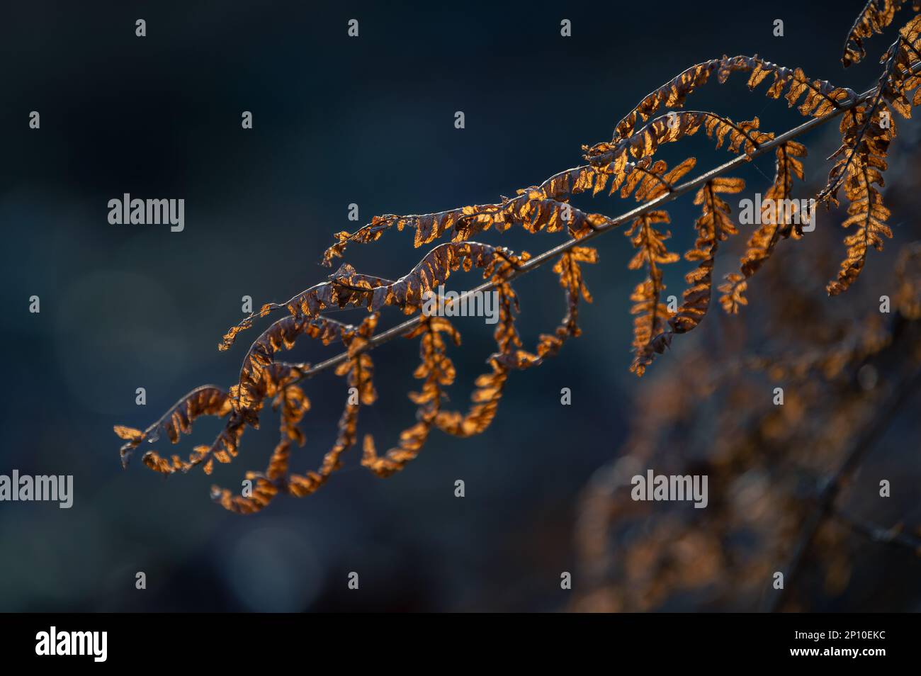 Bracken (Pteridium) in a warm, morning light. Fern.orange Stock Photo