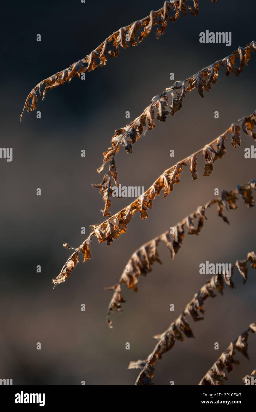 Bracken (Pteridium) in a warm, morning light. Fern.orange Stock Photo