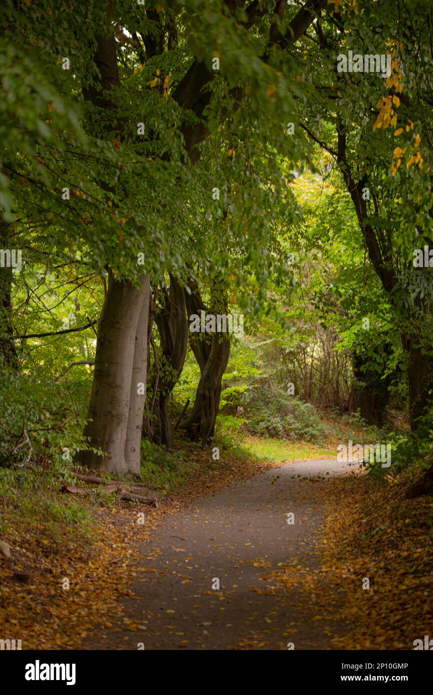 Sun dappled forest pathway hi-res stock photography and images - Alamy