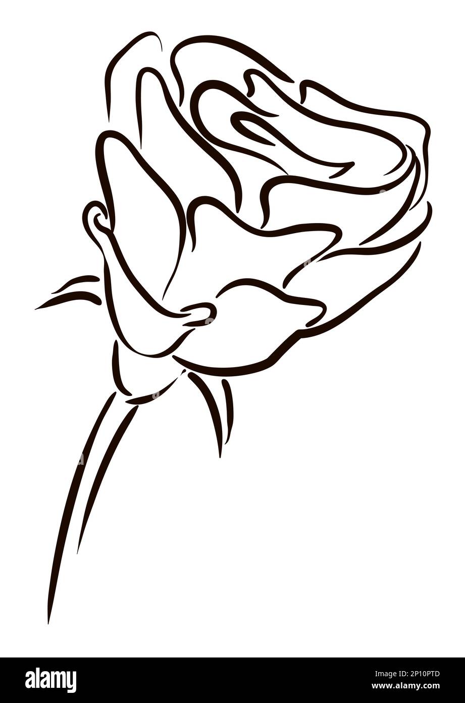 Rose in hand drawn style with sepals, rosehip and long stem over white