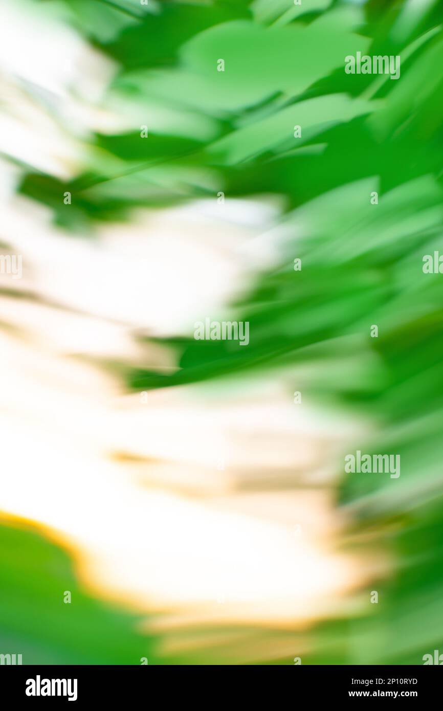 Blur beautiful nature palm leaf nature background. Stock Photo