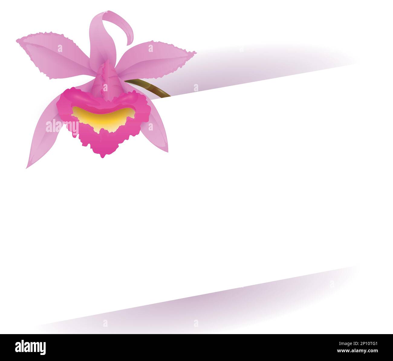 Slanting blank template decorated with a beautiful cattleya orchid over white background. Stock Vector
