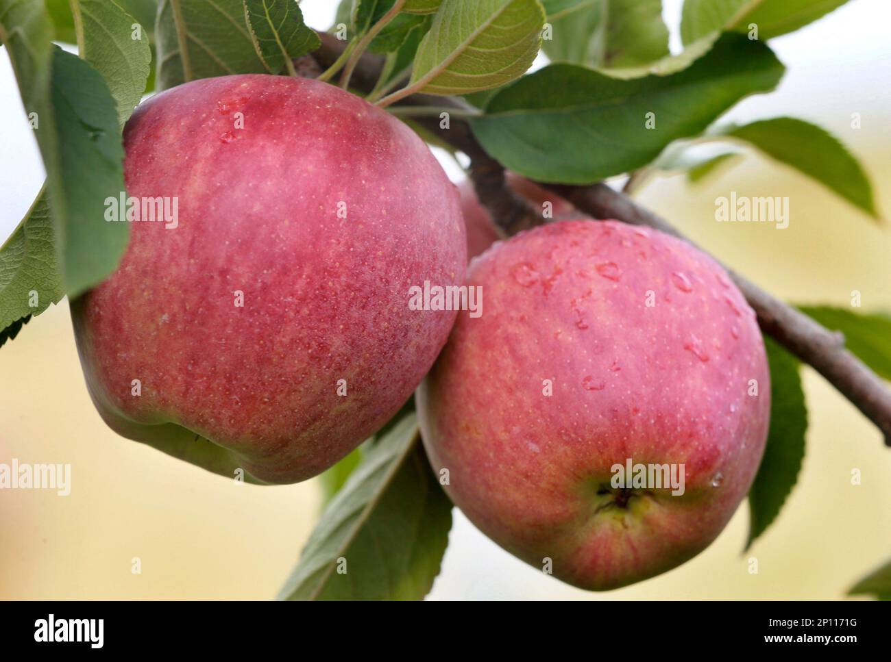 Red Delicious apples ripen on a tree after a morning shower at Rinker's