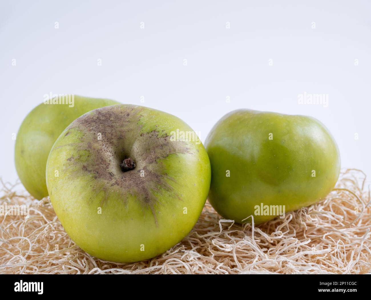 traditional Bramley green cooking apples used for pies stews jams chutneys crumbles  on a bed of straw with white background Stock Photo
