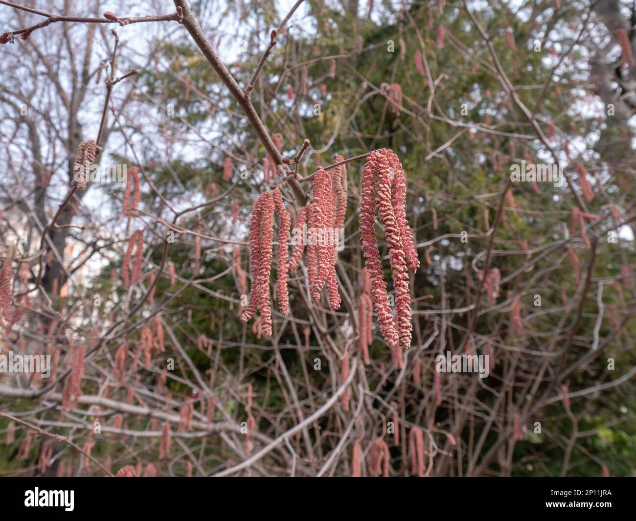 Corylus maxima purpurea, filbert, or hazel plant long wind-pollinated male flowers. Stock Photo