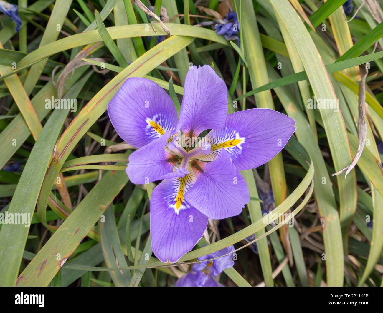 Iris unguicularis ,Iris stylosa or Algerian iris purple with yellow