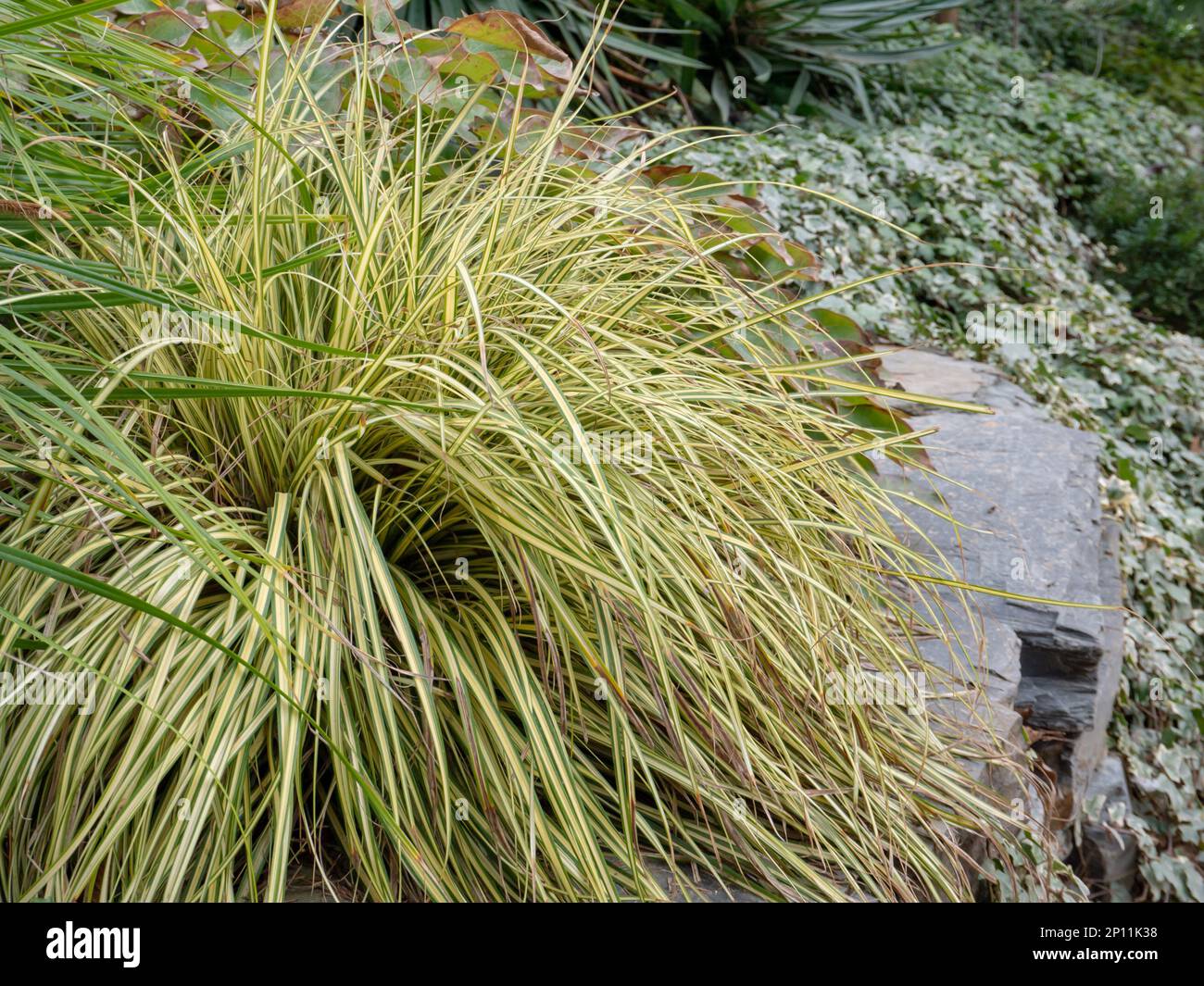 Carex oshimensis or Japanese sedge plant with narrow arching striped green golden foliage in the rockery garden. Ornamental grass. Stock Photo