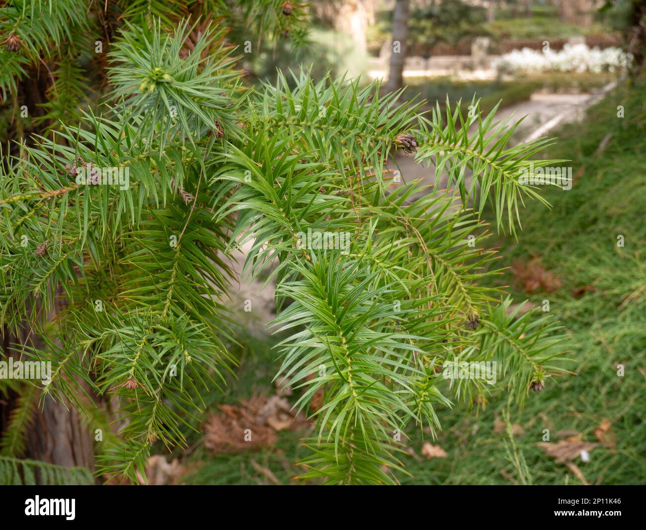 Cunninghamia lanceolata or Chinese fir conifer tree in the cypress family, Cupressaceae. Spiral leaf arrangements of green lanceolate shaped leaves. Stock Photo