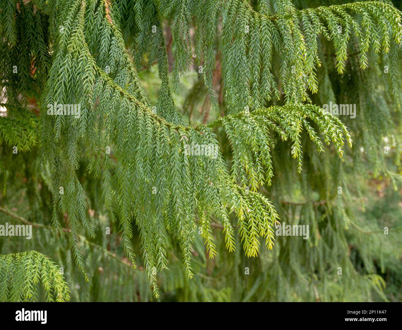 Taiwania cryptomerioides coniferous tree branches. Plant in the cypress family Cupressaceae. Stock Photo