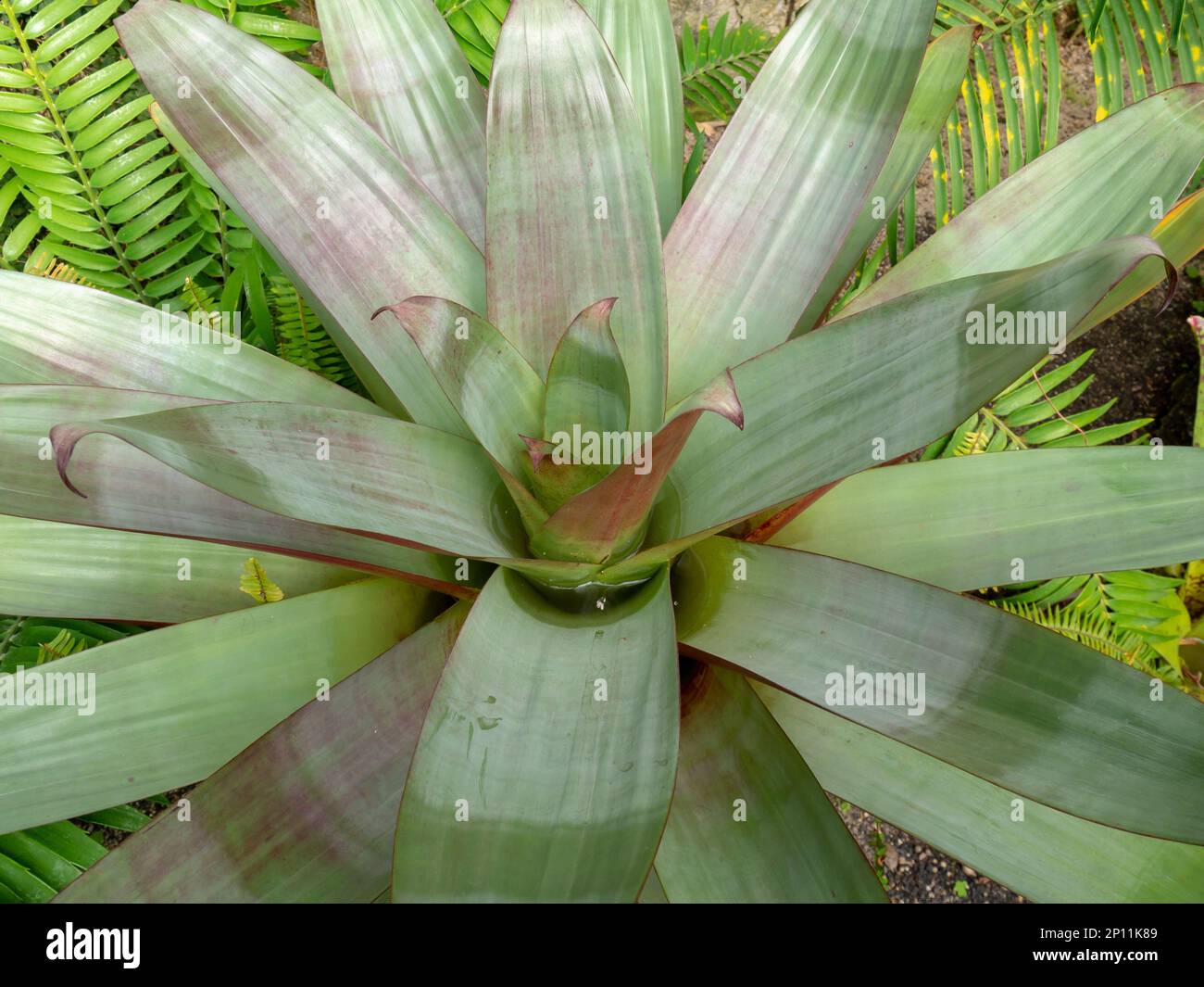 Alcantarea imperialis plant in the family Bromeliaceae with leathery leaves Stock Photo