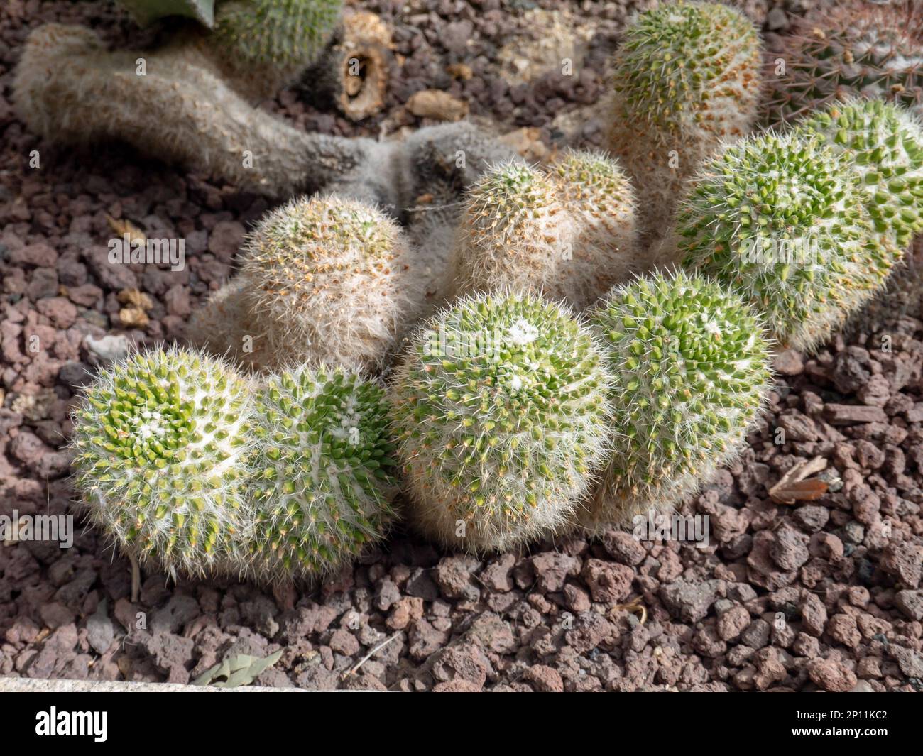 Mammillaria standleyi or mammillaria craigii cactus succulent plant Stock Photo