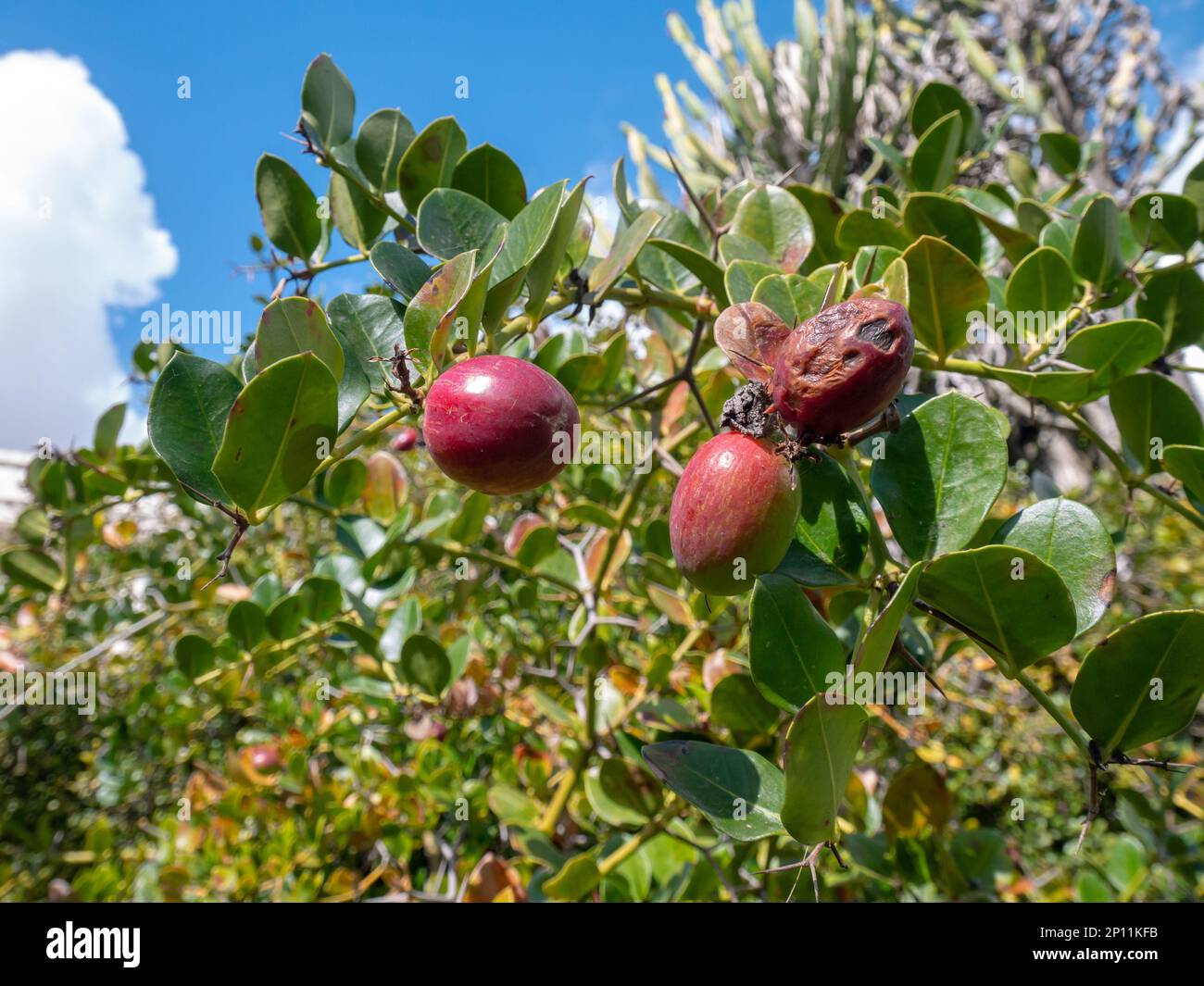 Carissa bispinosa or Y-thorned carissa plant branches with glossy leaves, thorns and ripe red fruits Stock Photo