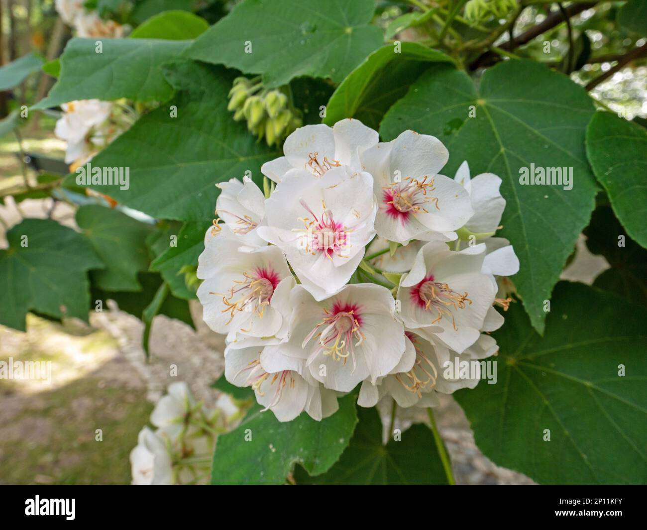 Dombeya burgessiae or rosemound plant brunch with white flowers closeup. Stock Photo