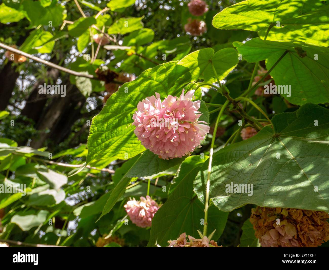 Dombeya wallichii or pinkball or pink ball tree or tropical hydrangea plant with pink flowers in the sunny garden Stock Photo