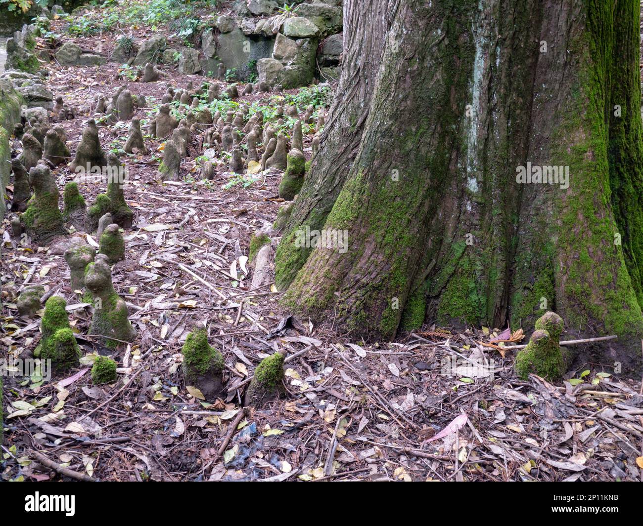 Taxodium Distichum Bald Cypress Or Swamp Cypress Tree Detail Of Lower Trunk Peculiarity Of