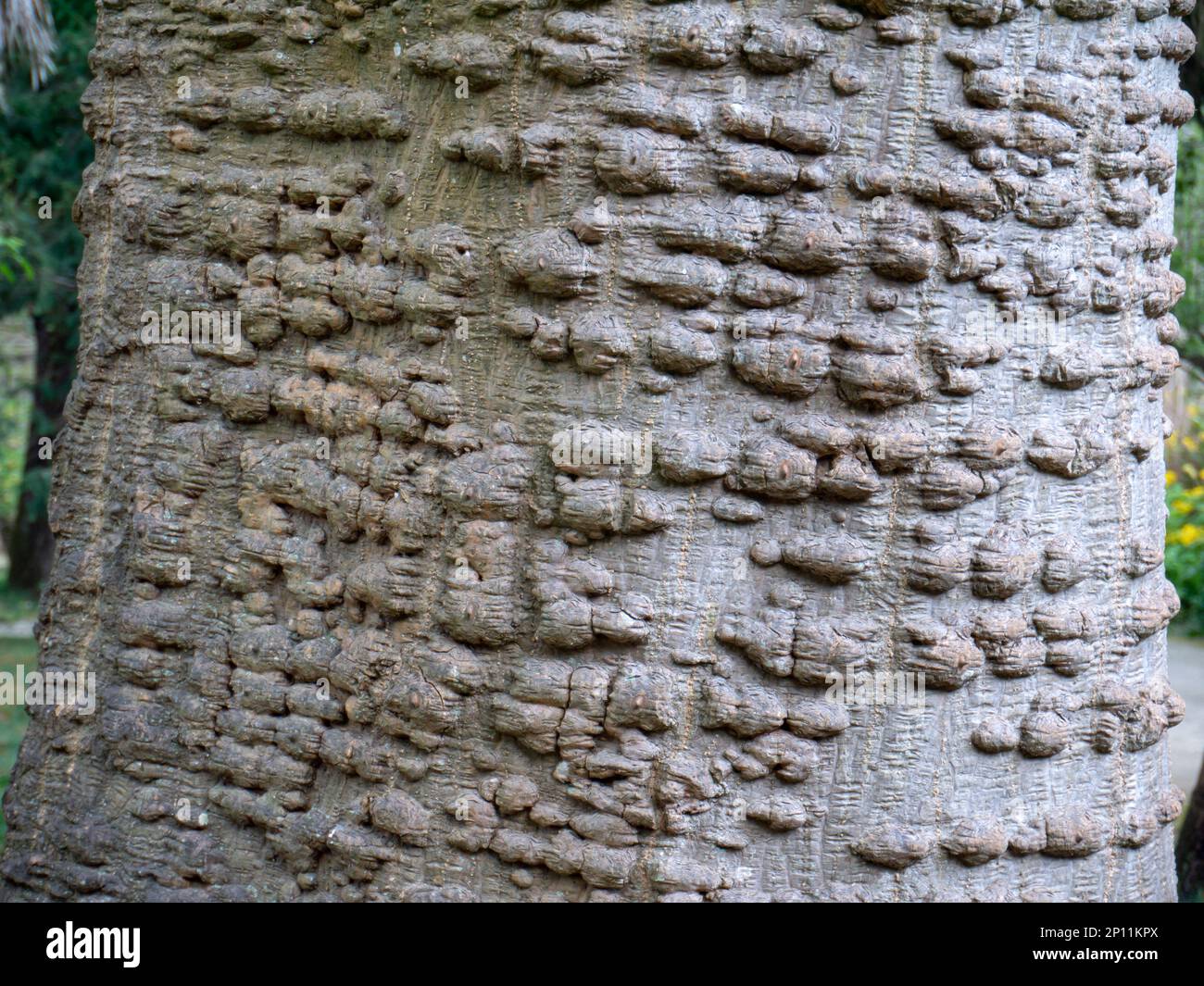 Erythrina caffra, coast coral tree or African coral tree. Trunk with prickles on the bark closeup. Stock Photo