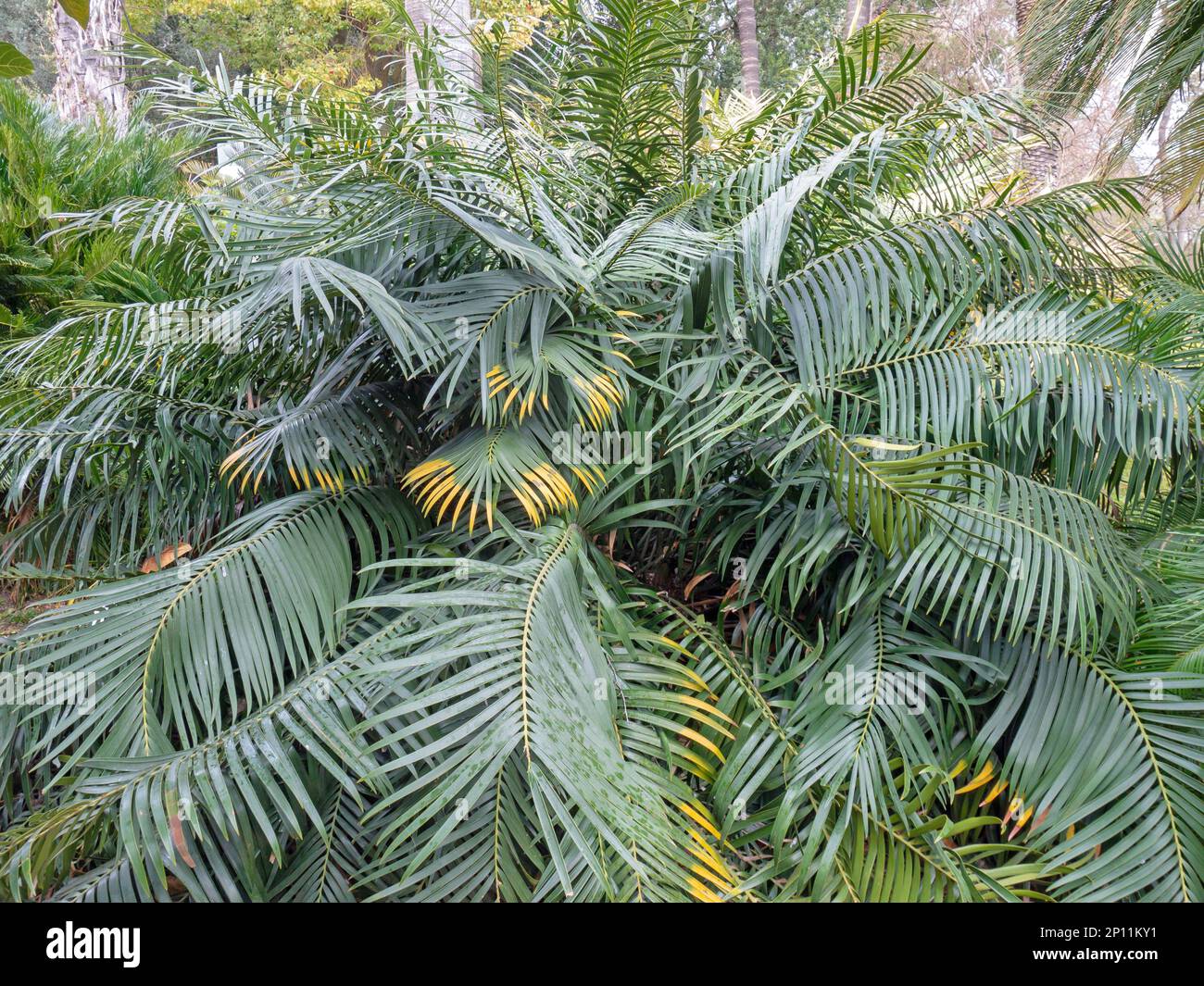 Ceratozamia mexicana is a species of plant in the family Zamiaceae. Cycad with dark green foliage Stock Photo