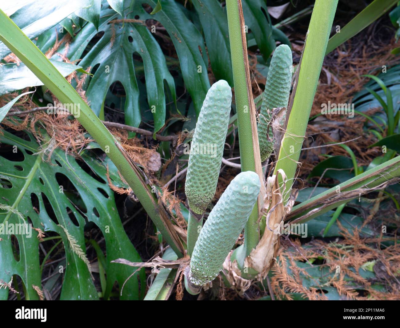 Monstera deliciosa, the Swiss cheese plant or splitleaf philodendron