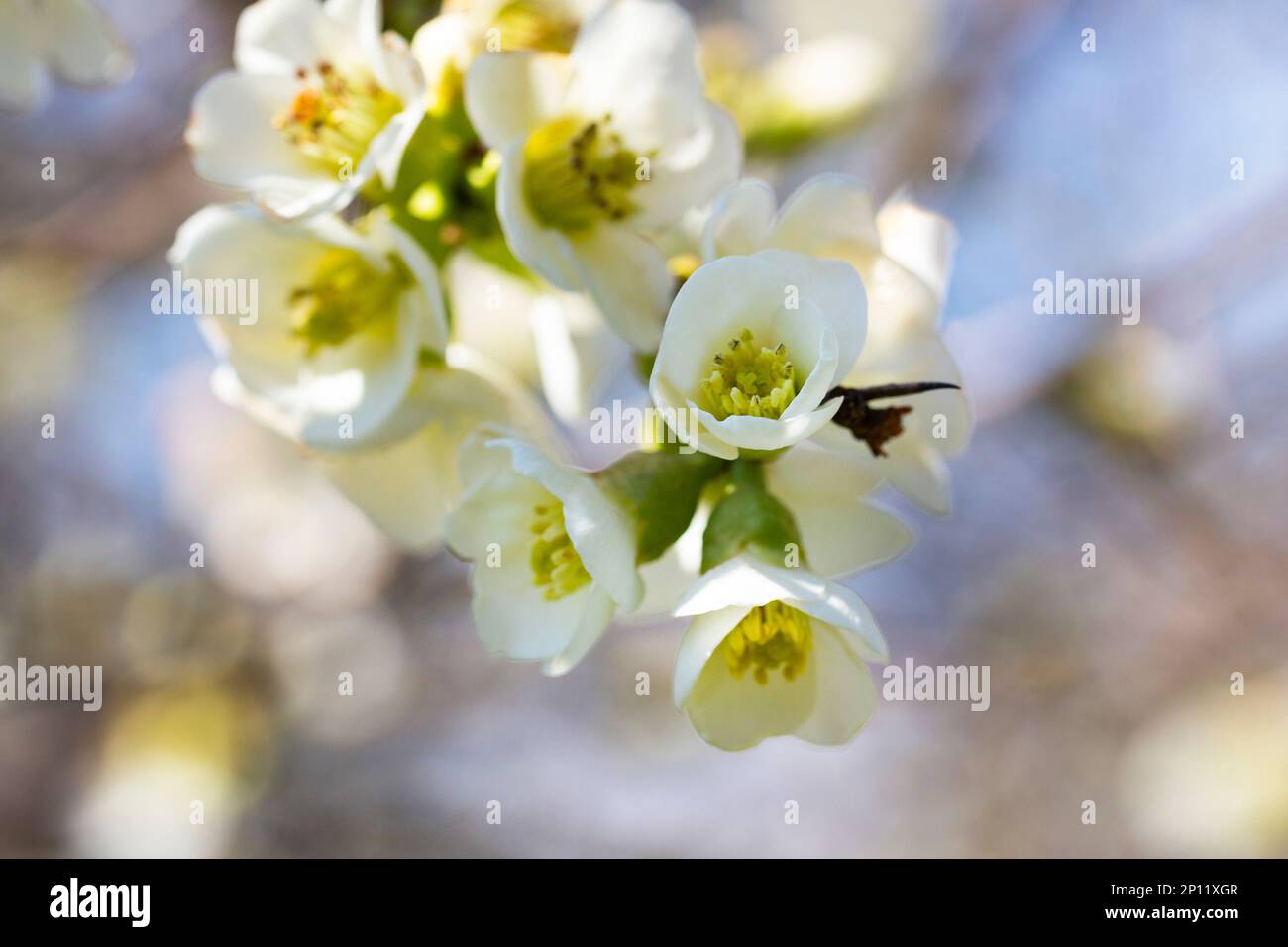 White crocus flowers in the forest, first flowers, early spring, March Stock Photo