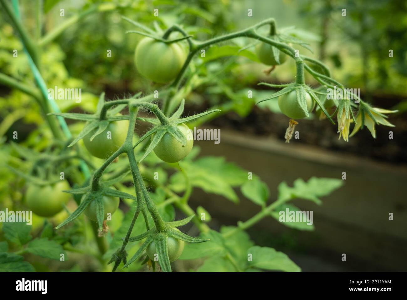 Tomato plants in greenhouse Green tomatoes flowers. Organic farming, young tomato plants Stock Photo