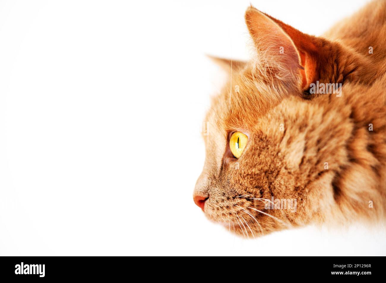 Domestic cat stalking prey hi-res stock photography and images - Alamy