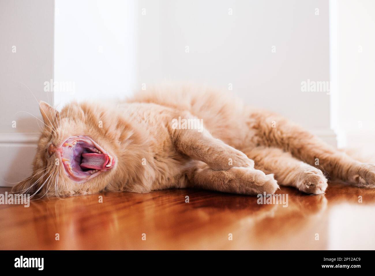 Bored indoor orange cat yawning, lying down on ground. Stock Photo