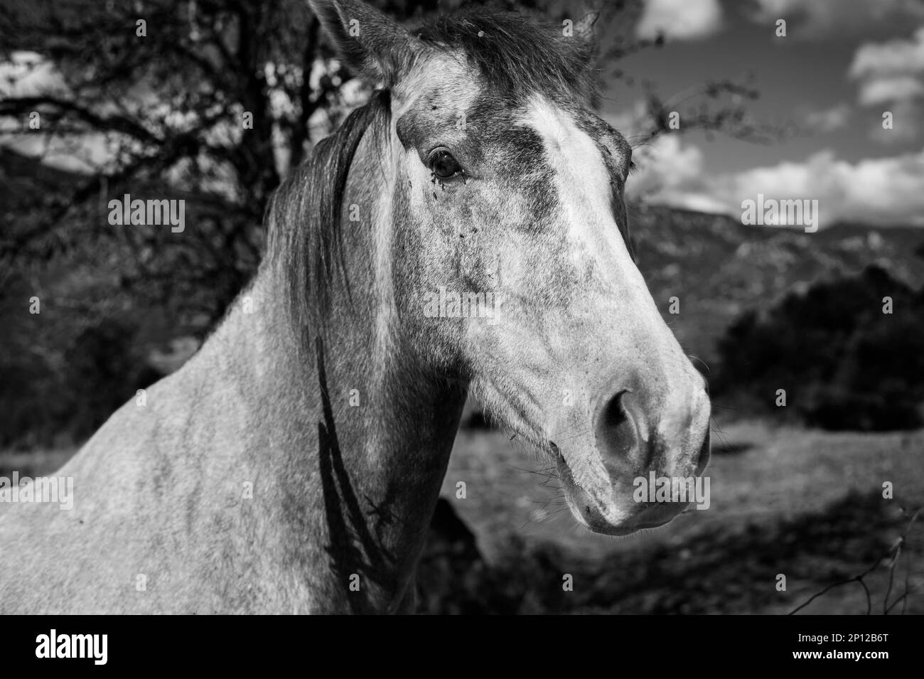 Close up portrait of a gray horse in the countryside black white