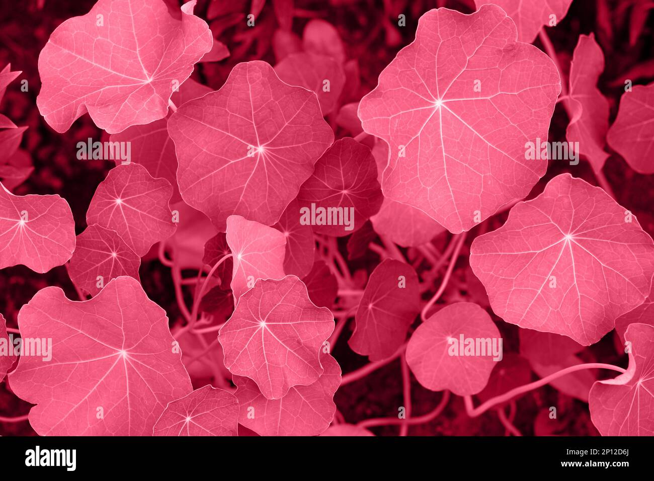 Viva magenta color leaf texture. Color of the year 2023. Stock Photo