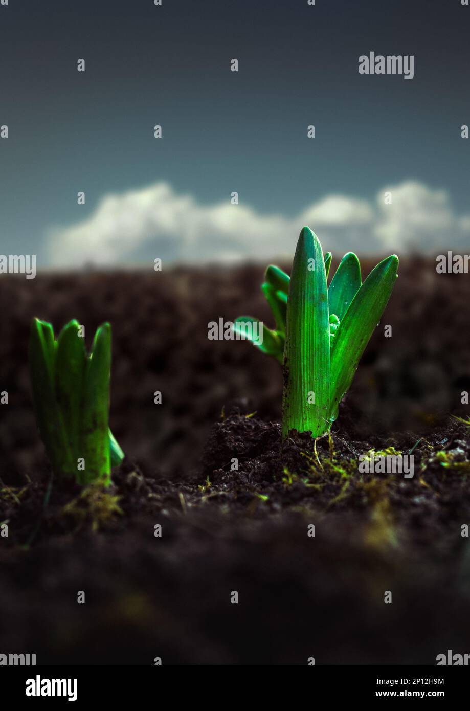 growing plant in soil at field under blue sky Stock Photo - Alamy