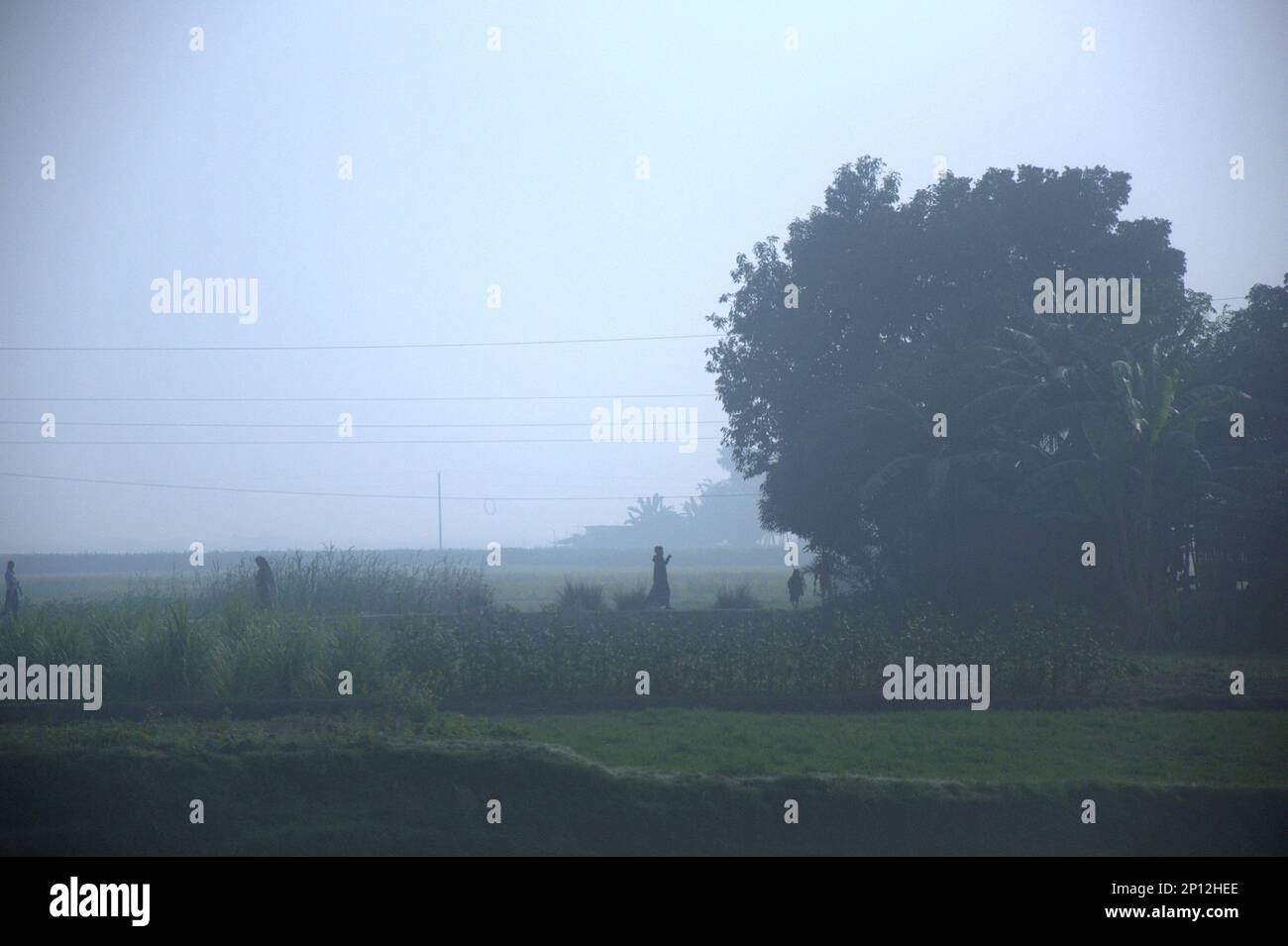 Winter morning picture in a rural side area with mustard field in Bangladesh. Stock Photo