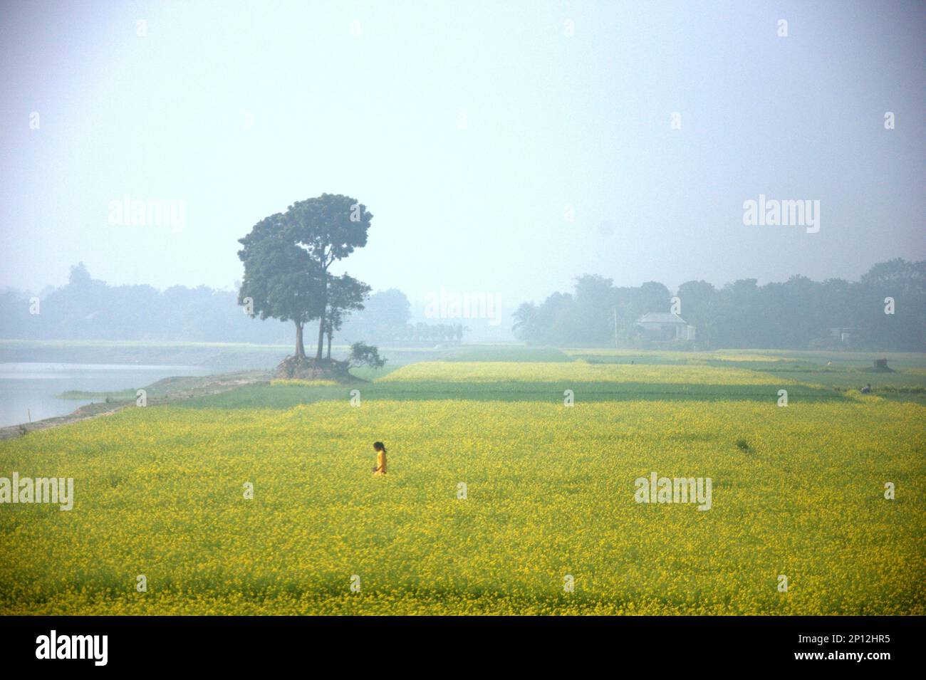 Winter morning picture in a rural side area with mustard field in Bangladesh. Stock Photo