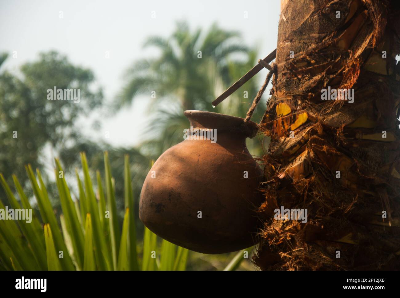Picture of date's juice (khejurer rosh) collection from tree in Bangladesh. Stock Photo