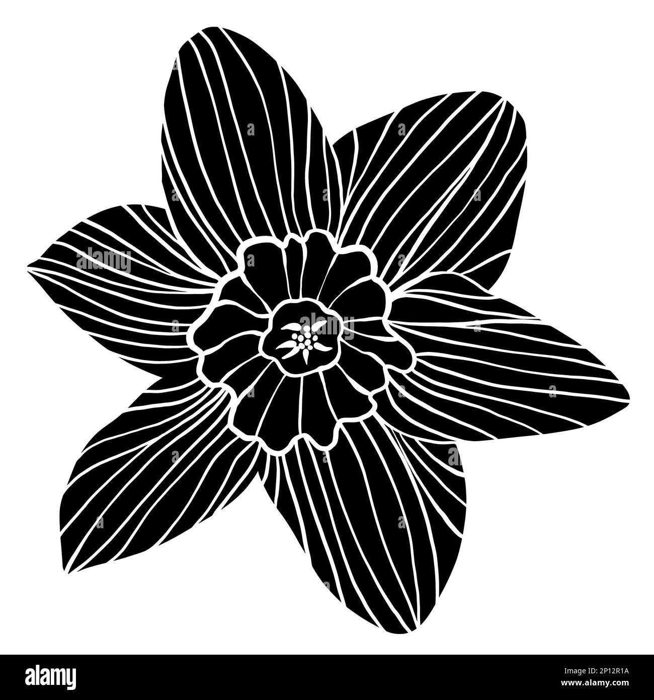 Single vintage woodcut narcissus daffodil flower silhouette isolated on