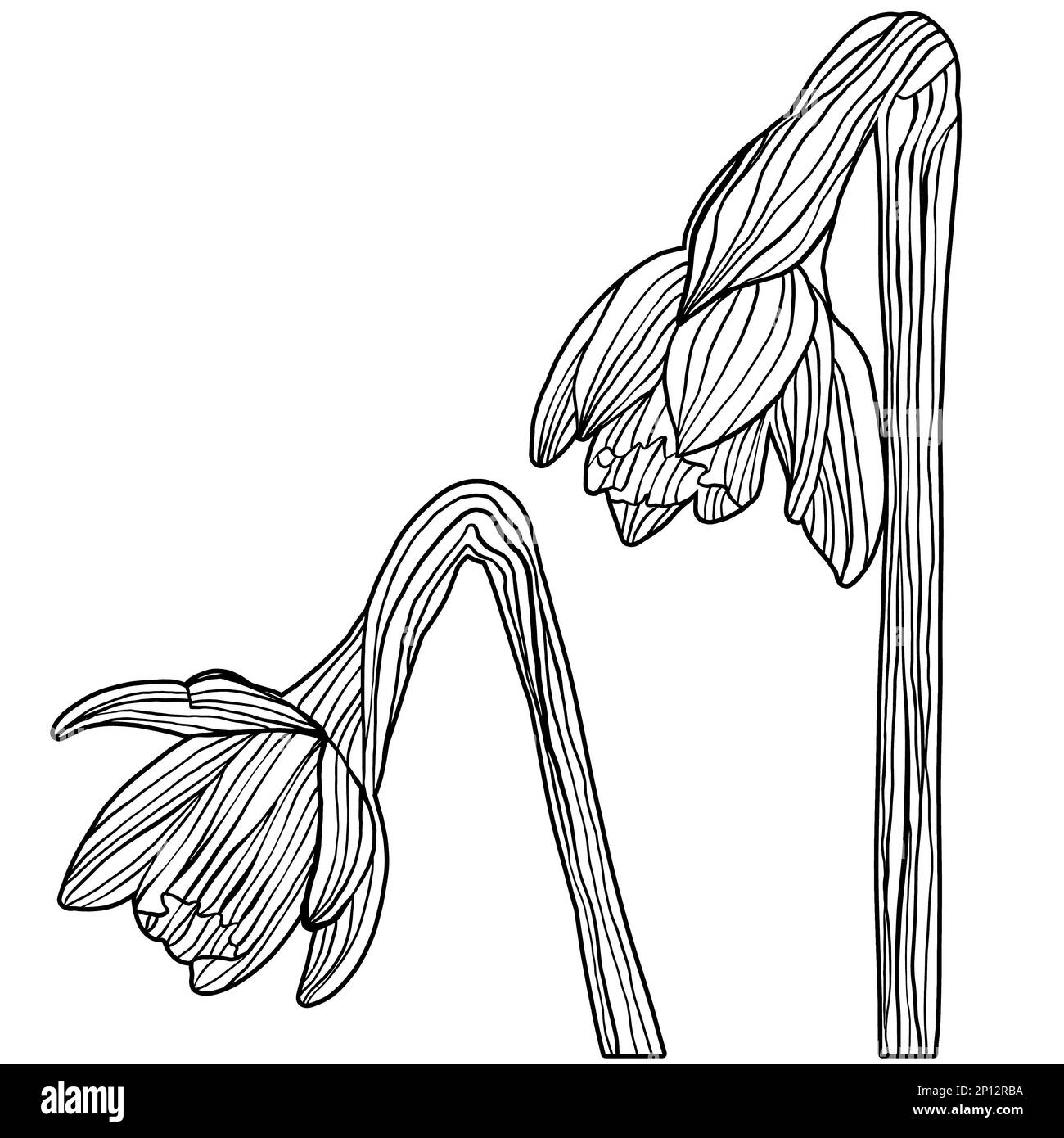 Hand drawn adult coloring book daffodil flowers pen and ink outline ...