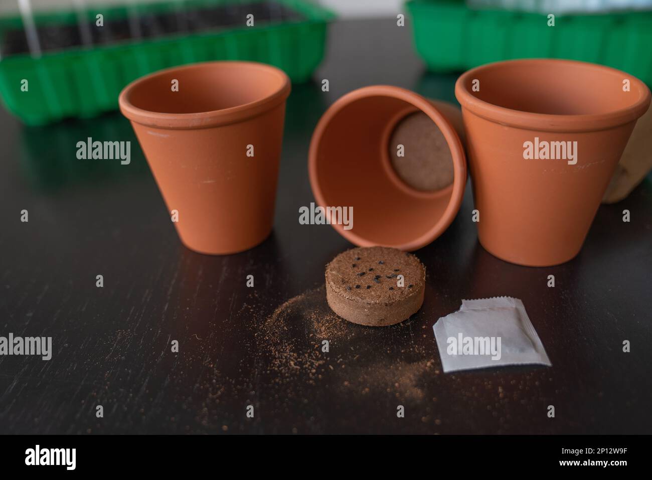 Pots with pressed earth for planting herbs seeds Stock Photo