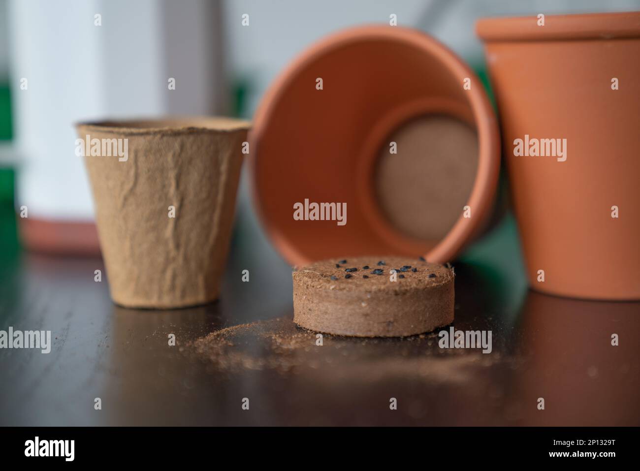 Pots with pressed earth for planting herbs seeds. Stock Photo