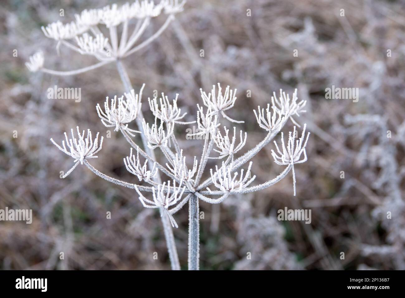frost on wildflower head with a blurred background Stock Photo