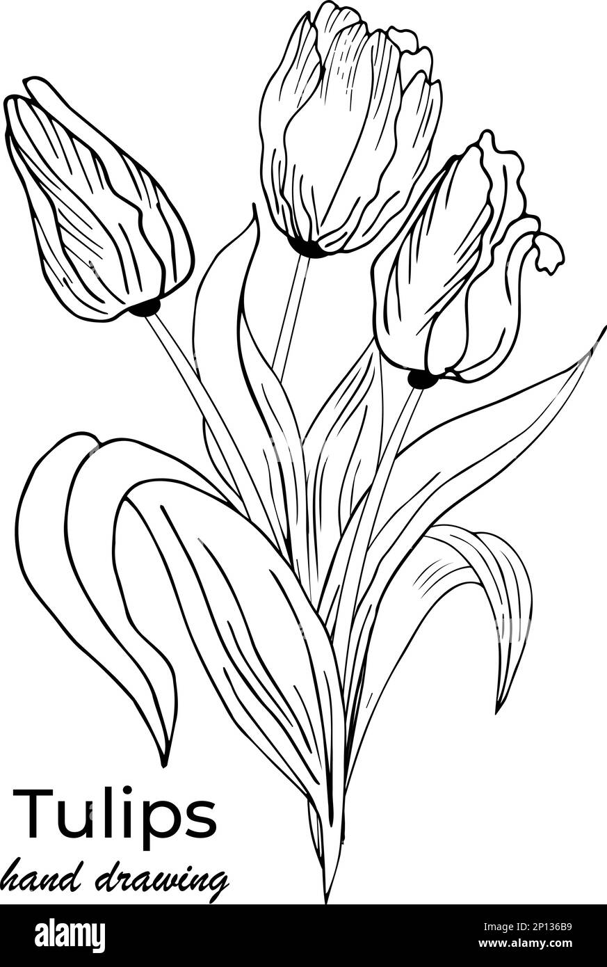 Floral floral background with tulips. Hand drawing Stock Vector Image