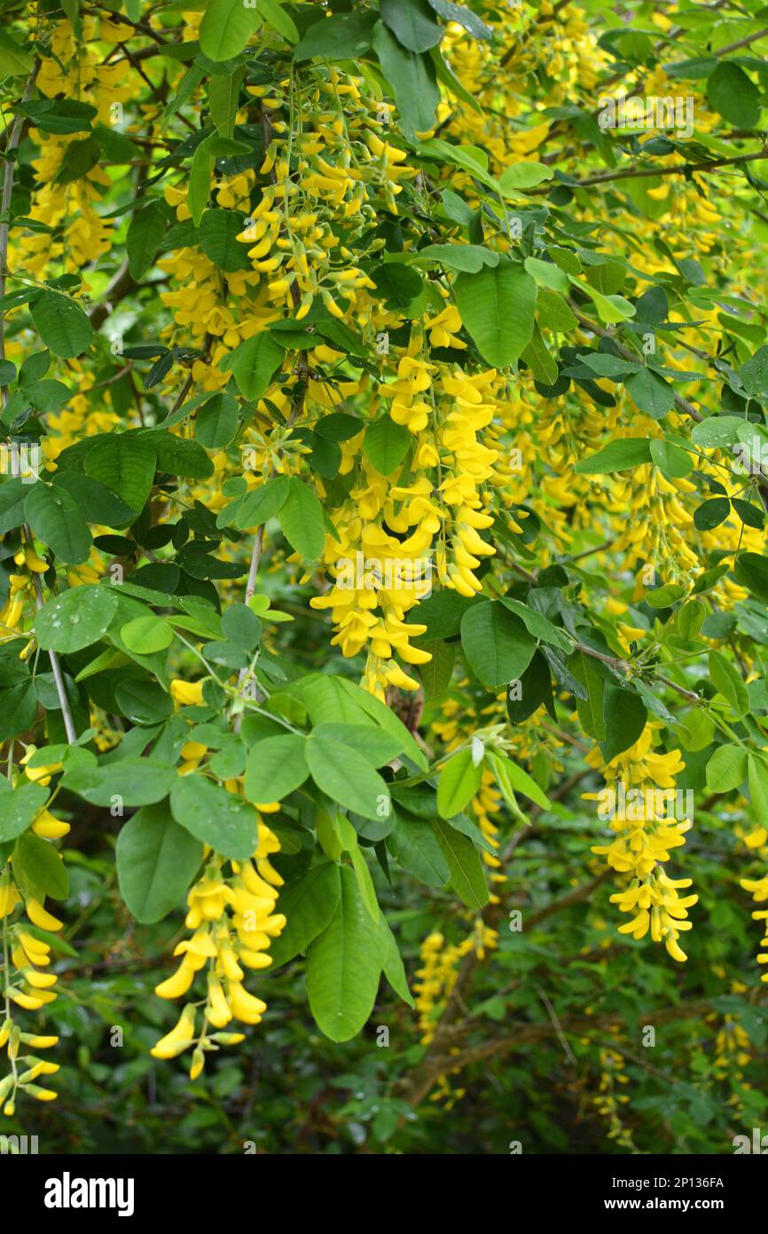 In spring, an ornamental laburnum bush blooms in nature Stock Photo
