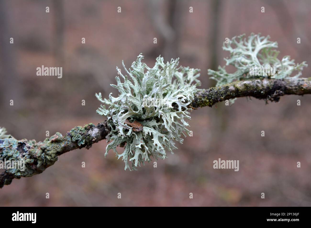 Lichen Evernia prunastri from the genus Evernia of the family Parmeliaceae (Parmeliaceae) grows in the wild Stock Photo