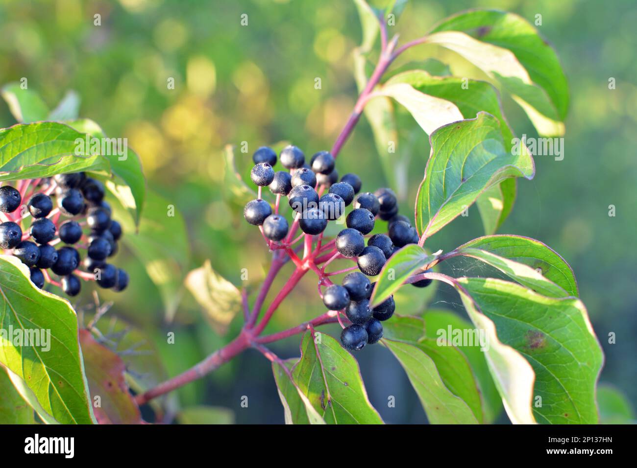 Black berries of cornus sanguinea ripen on a branch of a bush Stock ...