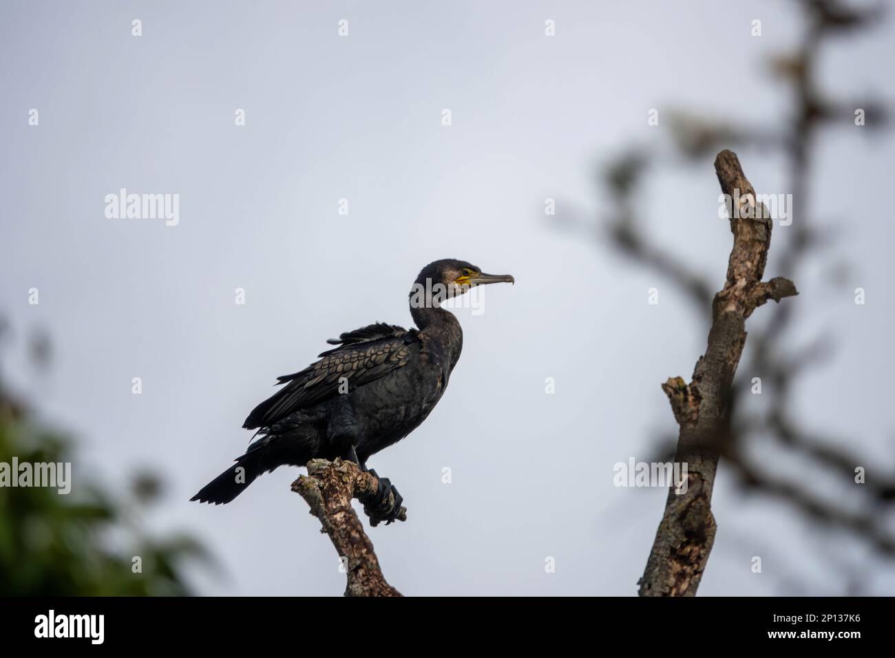 Cormorant tree white hi-res stock photography and images - Alamy